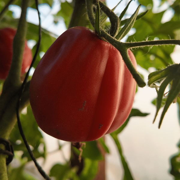 Italian Red Pear Tomatensamen