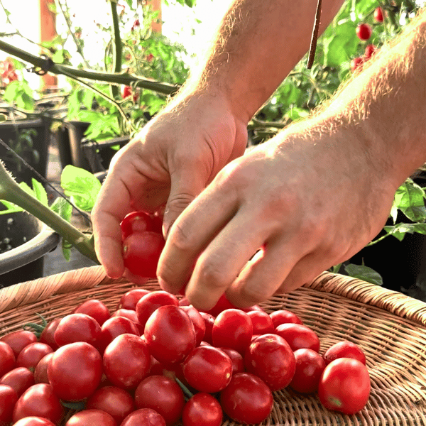Grappoli Corbarino Tomato Seeds