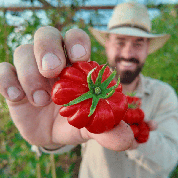 Costoluto Fiorentino Tomato Seeds