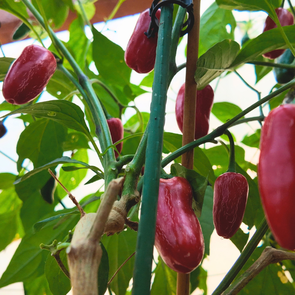 Early Jalapeño Chili Samen