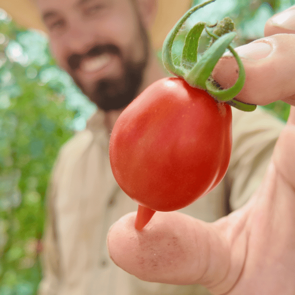 Piennolo del Vesuvio Tomatensamen
