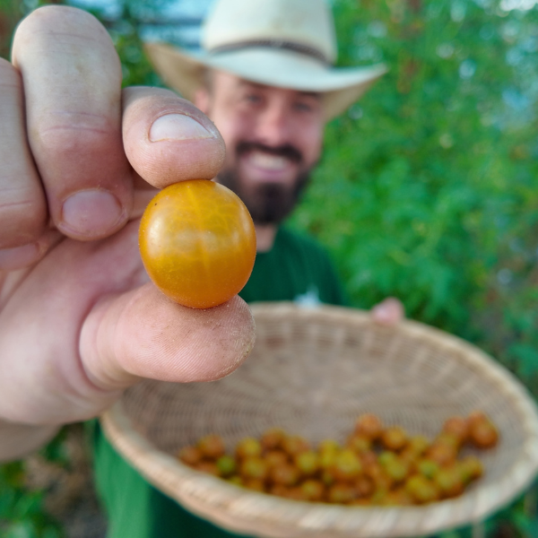 Ambrosia Gold Tomato Seeds
