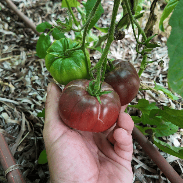 Cherokee Purple Tomato Seeds