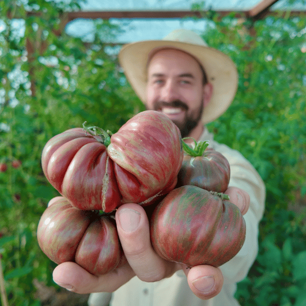 Berkeley Tie Dye Pink Tomatensamen
