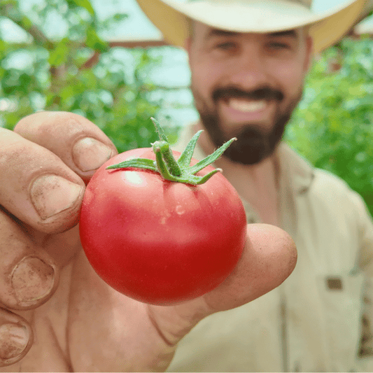 Berner Rose Tomatensamen