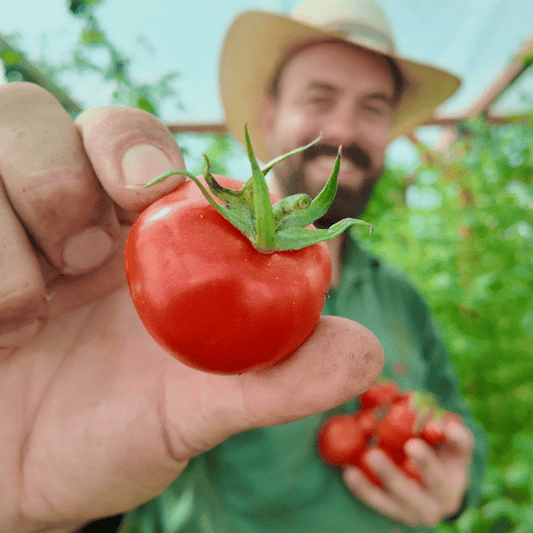 Alaska Tomatensamen
