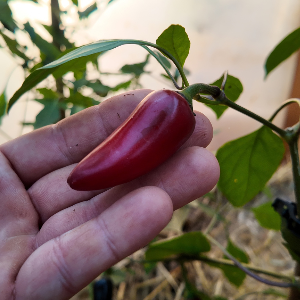 Purple Jalapeño Chilisamen