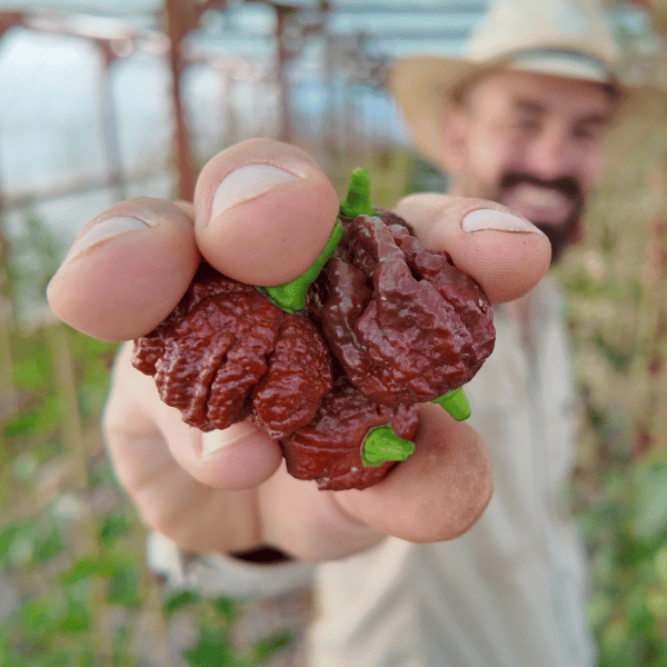 Chocolate Reaper Chilisamen