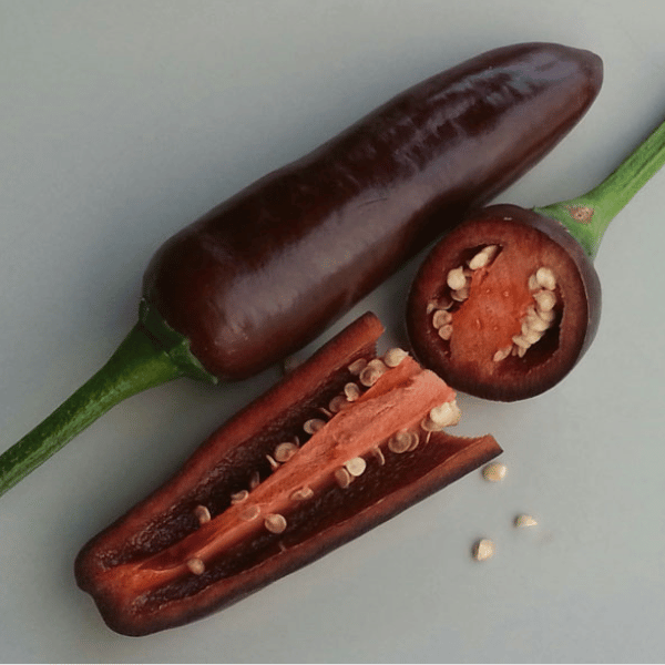 Brown Jalapeño Chili Samen