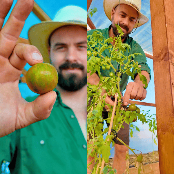 Green Zebra Cherry Tomatensamen