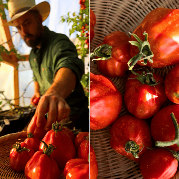 Italian Red Pear Tomatensamen