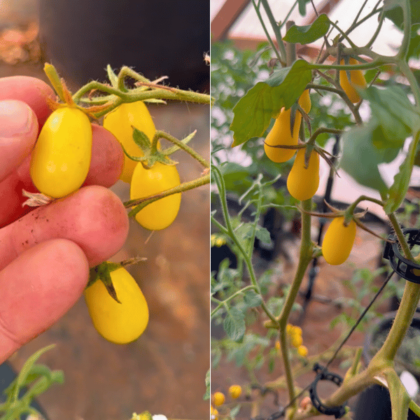 Ivory Drops Tomatensamen
