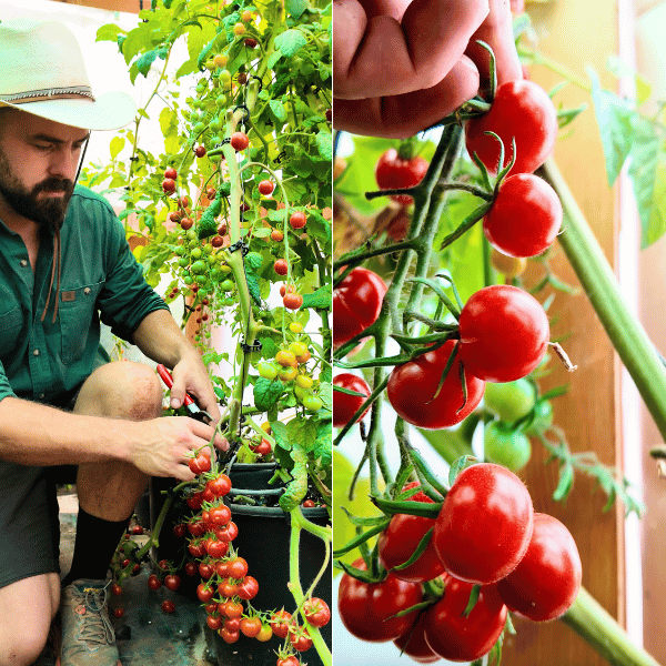 Mexikanische Honigtomate Tomatensamen