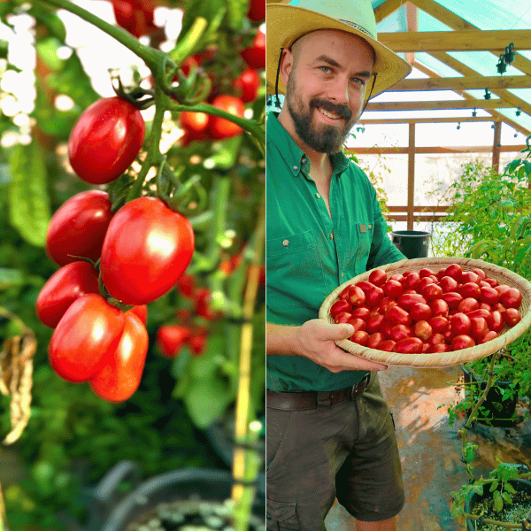 Nano di Napoli Tomatensamen
