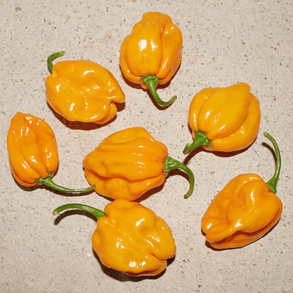 Numex Suave Orange Chili Samen