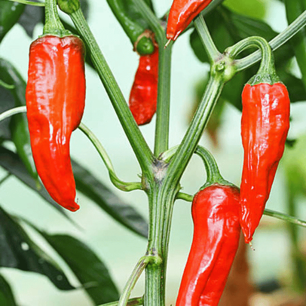 Piment d’Espelette Chili Samen