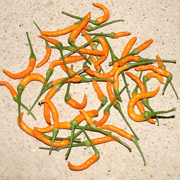 Thai Orange Hot Chili Samen