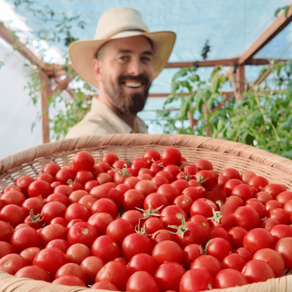 Mexikanische Honigtomate Tomatensamen