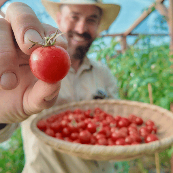 Mexikanische Honigtomate Tomatensamen