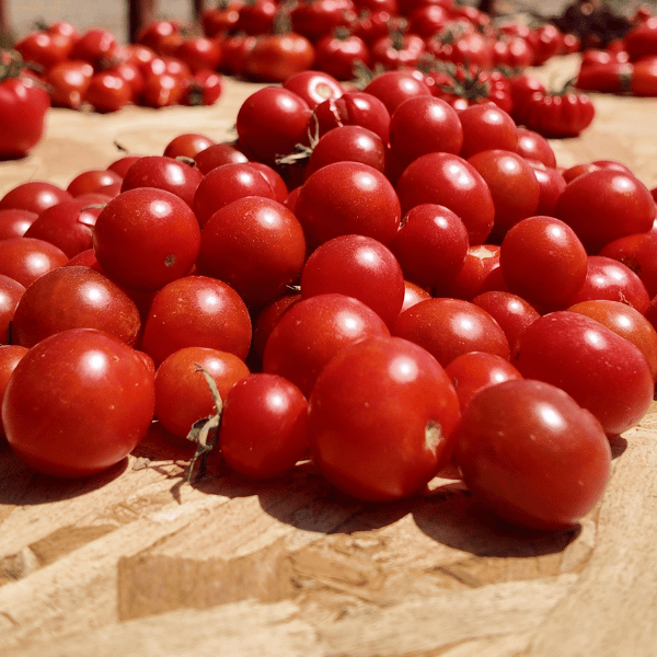 Mexikanische Honigtomate Tomatensamen