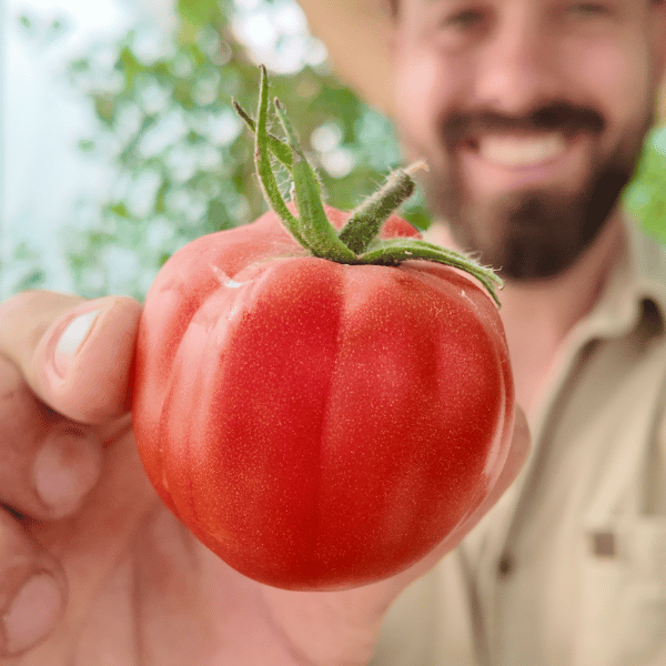 Italian Red Pear Tomatensamen