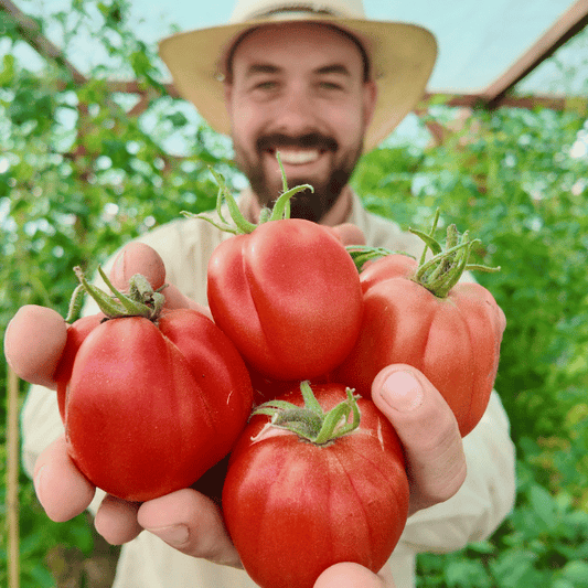 Italian Red Pear Tomatensamen