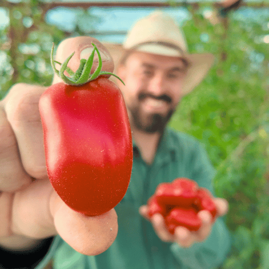 San Marzano Tomatensamen