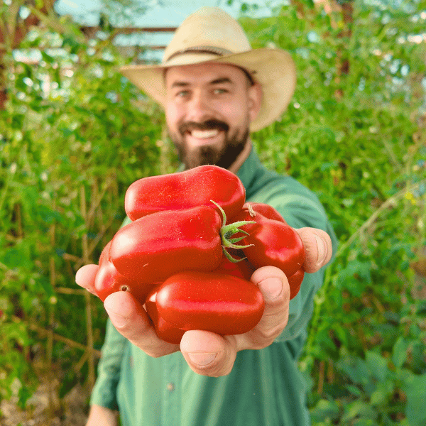 San Marzano Tomatensamen
