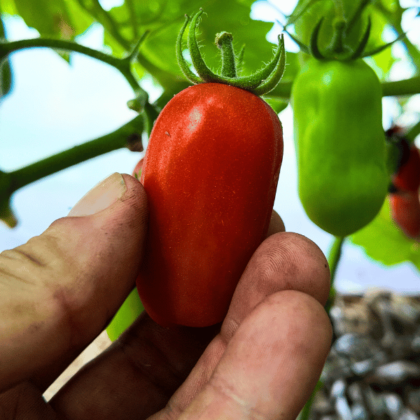 San Marzano Tomatensamen