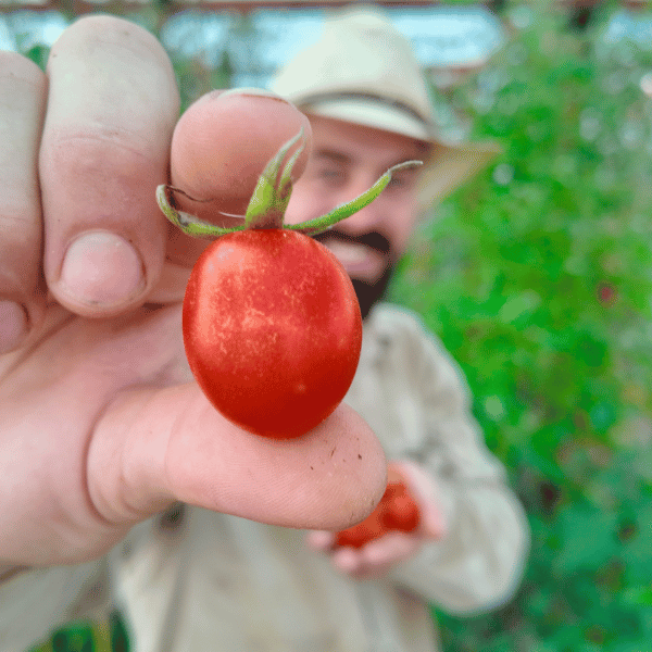 Grappoli Corbarino Tomato Seeds