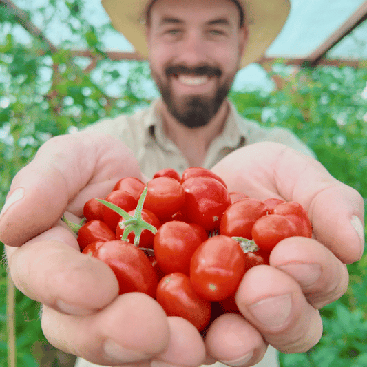 Pomodorini di Sardegna Tomatensamen