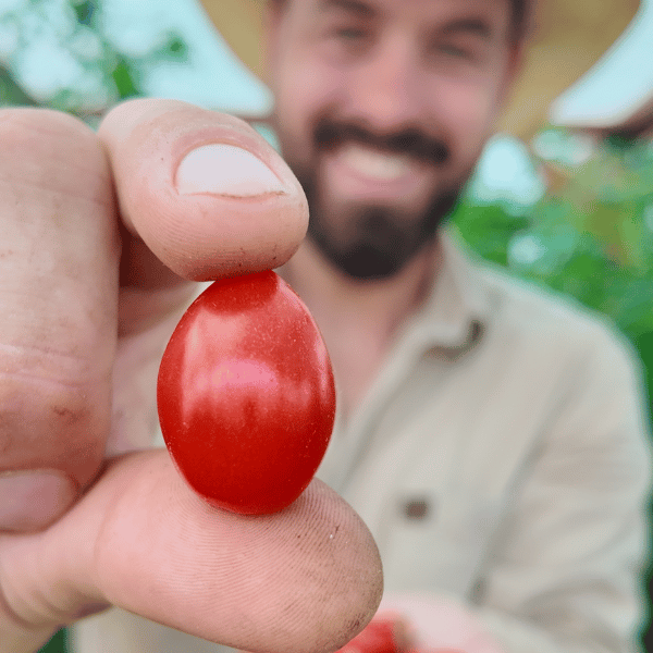 Pomodorini di Sardegna Tomatensamen