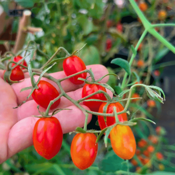 Pomodorini di Sardegna Tomatensamen