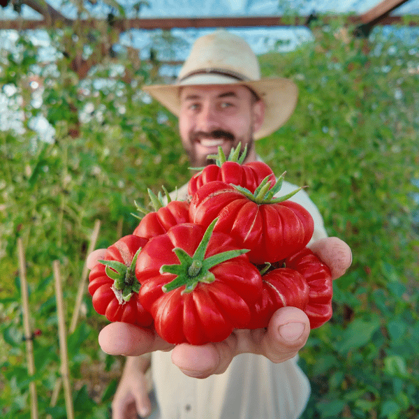 Costoluto Fiorentino Tomato Seeds