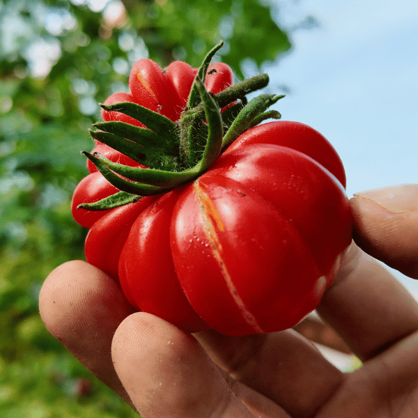 Costoluto Fiorentino Tomato Seeds