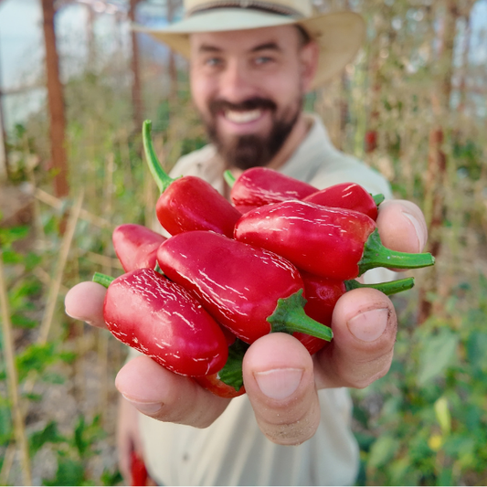 Early Jalapeño Chili Seeds
