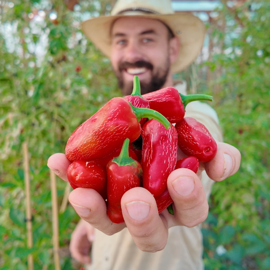 Biker Billy Jalapeño Chili Seeds - semillas.de