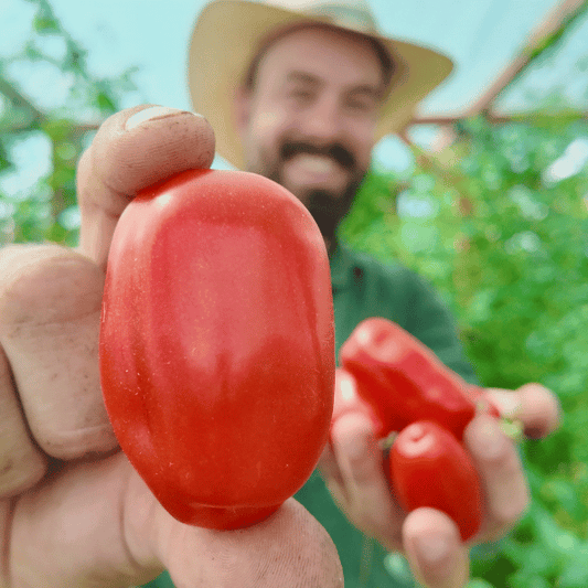 San Marzano Nano Tomatensamen