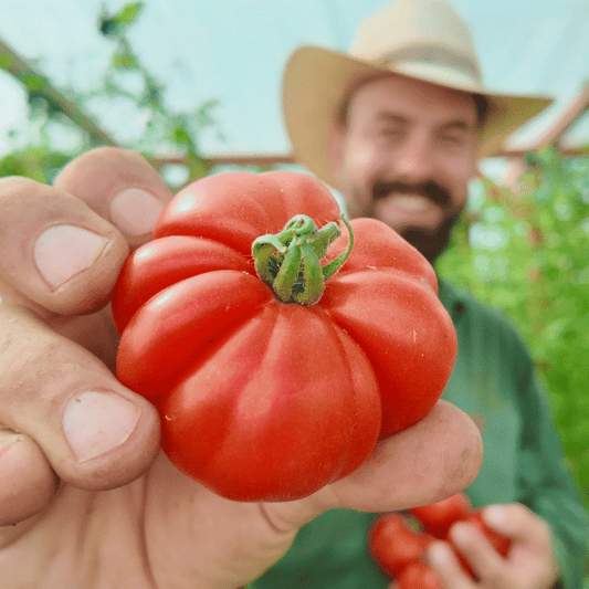 Costoluto Genovese Tomatensamen