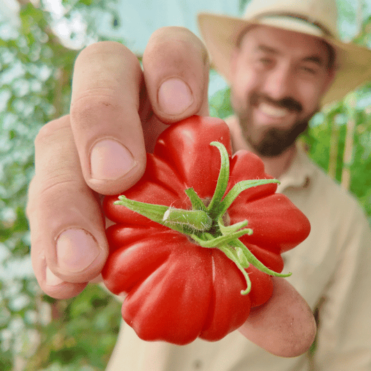 Costoluto di Parma Tomatensamen