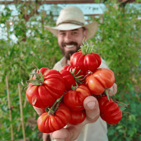 Rosso Sicilian Tomatensamen
