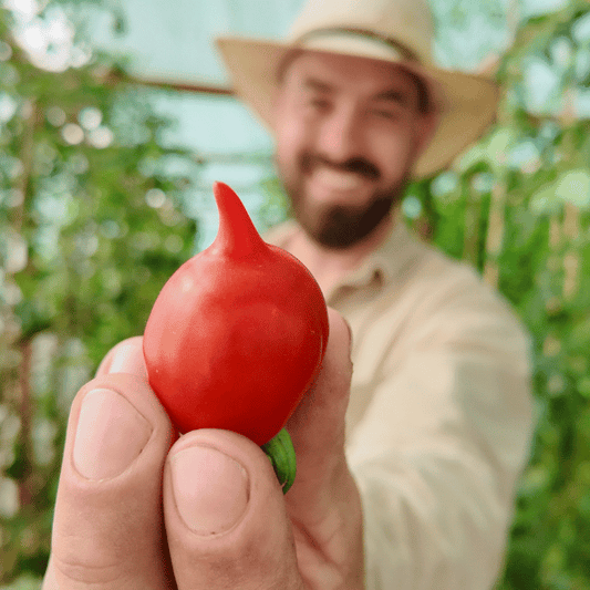 Piennolo del Vesuvio Tomatensamen