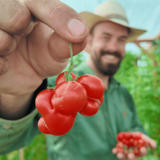 Reisetomate Tomatensamen