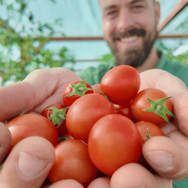 Buschtomate SLP Tomatensamen