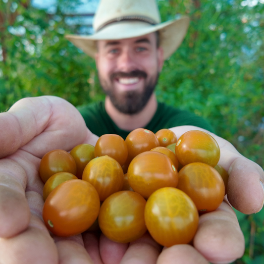 Ambrosia Gold Tomatensamen