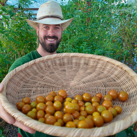 Ambrosia Gold Tomatensamen