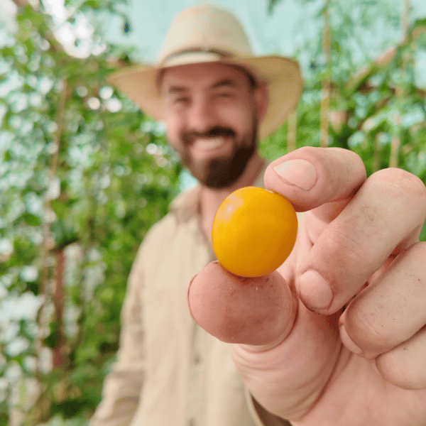 Golden Nugget Tomatensamen