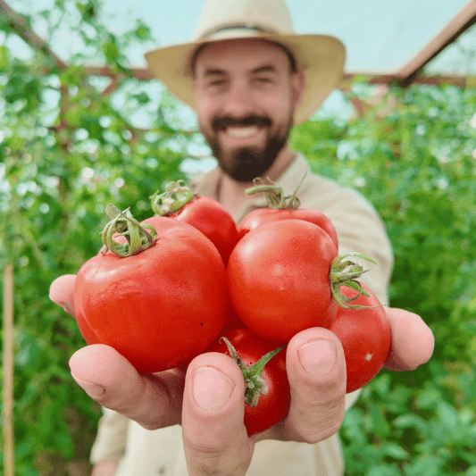 Heinz 1439 Tomatensamen