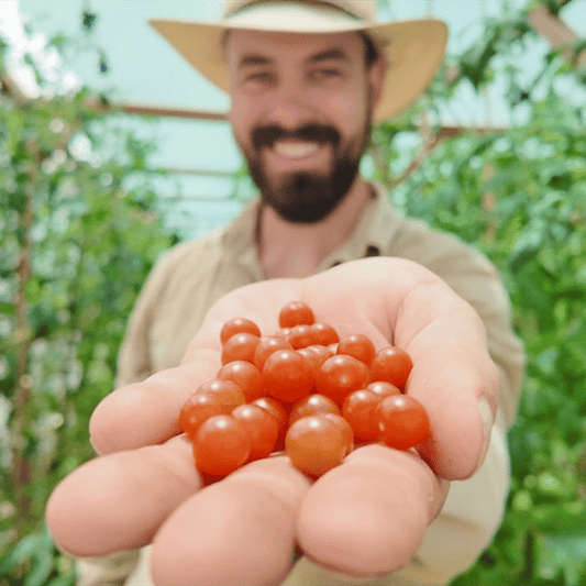 Wildtomate Rimac Tomatensamen