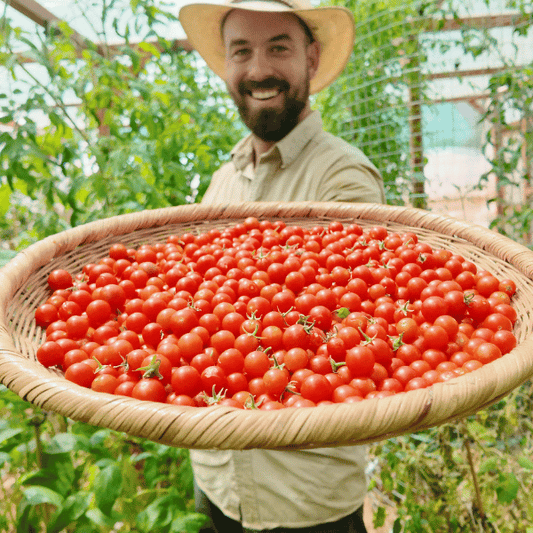 Hundrets and Thousands Tomatensamen